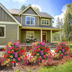 EverBloom | Vedlikeholdsfrie Hageblomster